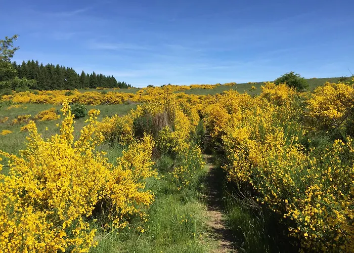 Neu - Brachfeld - Penthouse Und Ferienwohnung, Tor Zum Nationalpark Eifel