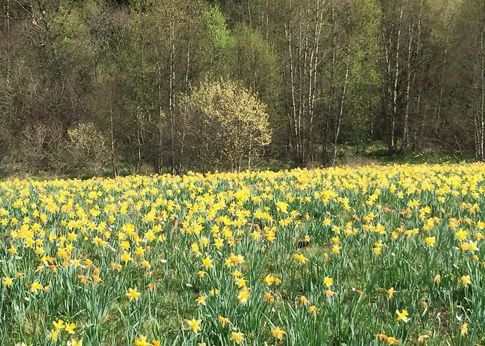 Neu - Brachfeld - Penthouse Und Ferienwohnung, Tor Zum Nationalpark Eifel Appartement Hellenthal